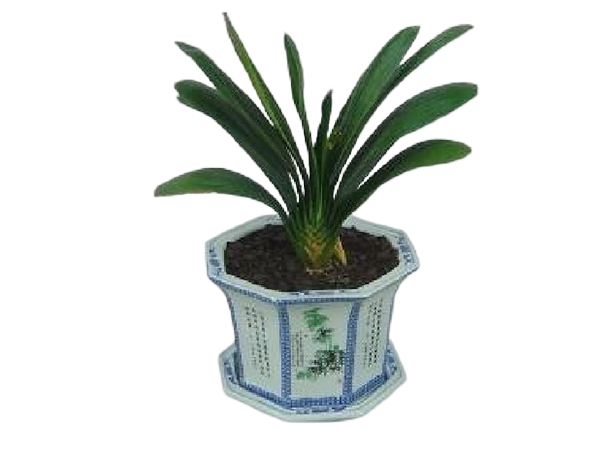 绿植租摆套餐A