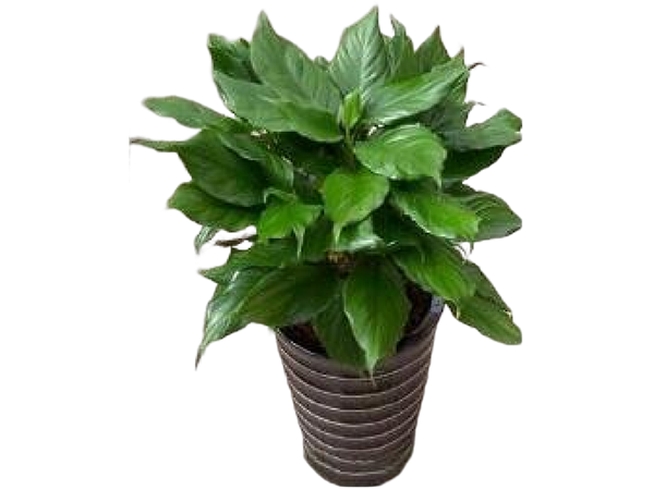 绿植租摆套餐B