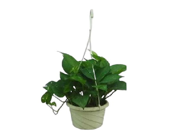 绿植租摆套餐C