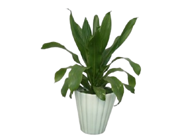 绿植租摆套餐D