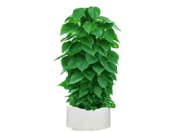 绿植租摆套餐E